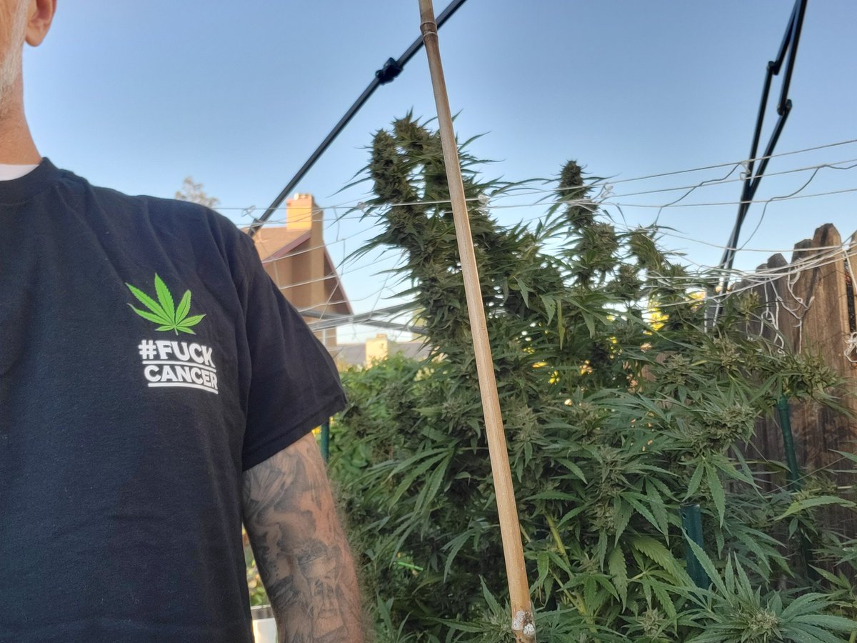 bandit420ca's tweet image. #fuckcancer #GetScreened 
Growyourown 🌱 🌞 👨‍🌾
