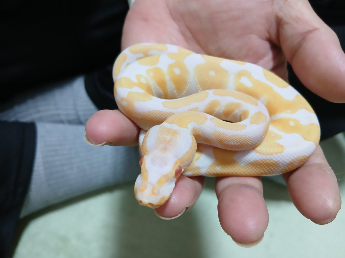 mata1177's tweet image. お店開いてます(　＾∀＾)
興味のある方気楽に遊びに来て下さい
( ≧∀≦)ノ
#バナナの家
#ボールパイソン
#ballpython 
#爬虫類