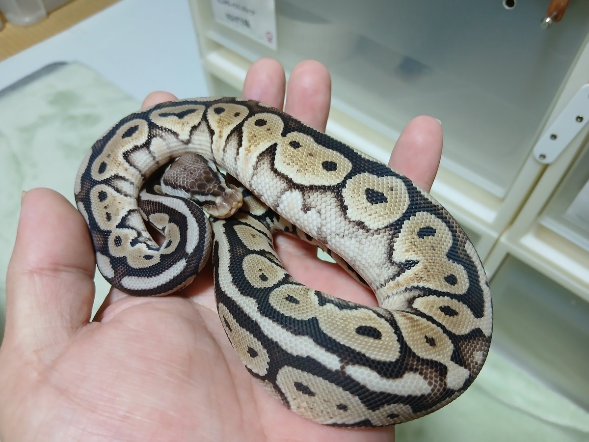 mata1177's tweet image. お店開いてます(　＾∀＾)
興味のある方気楽に遊びに来て下さい
( ≧∀≦)ノ
#バナナの家
#ボールパイソン
#ballpython 
#爬虫類