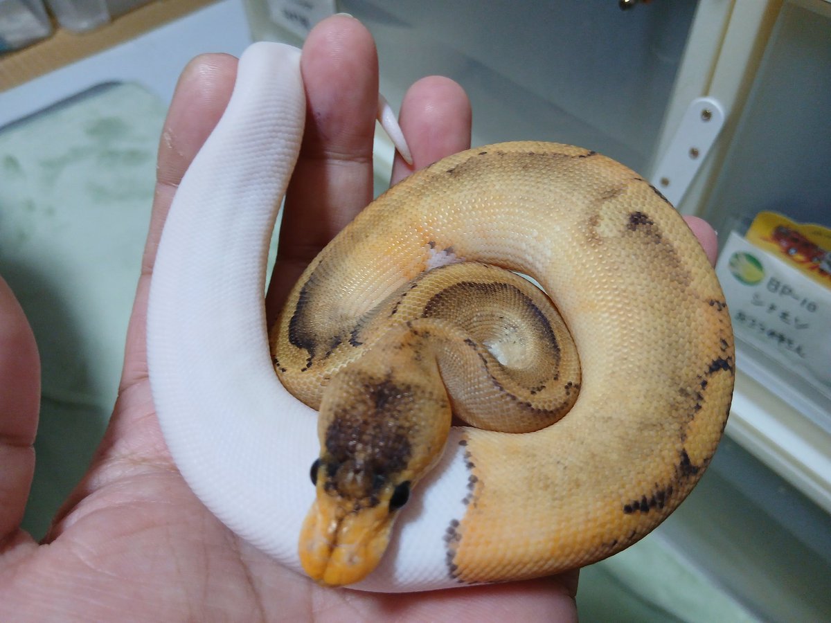 mata1177's tweet image. お店開いてます(　＾∀＾)
興味のある方気楽に遊びに来て下さい
( ≧∀≦)ノ
#バナナの家
#ボールパイソン
#ballpython 
#爬虫類