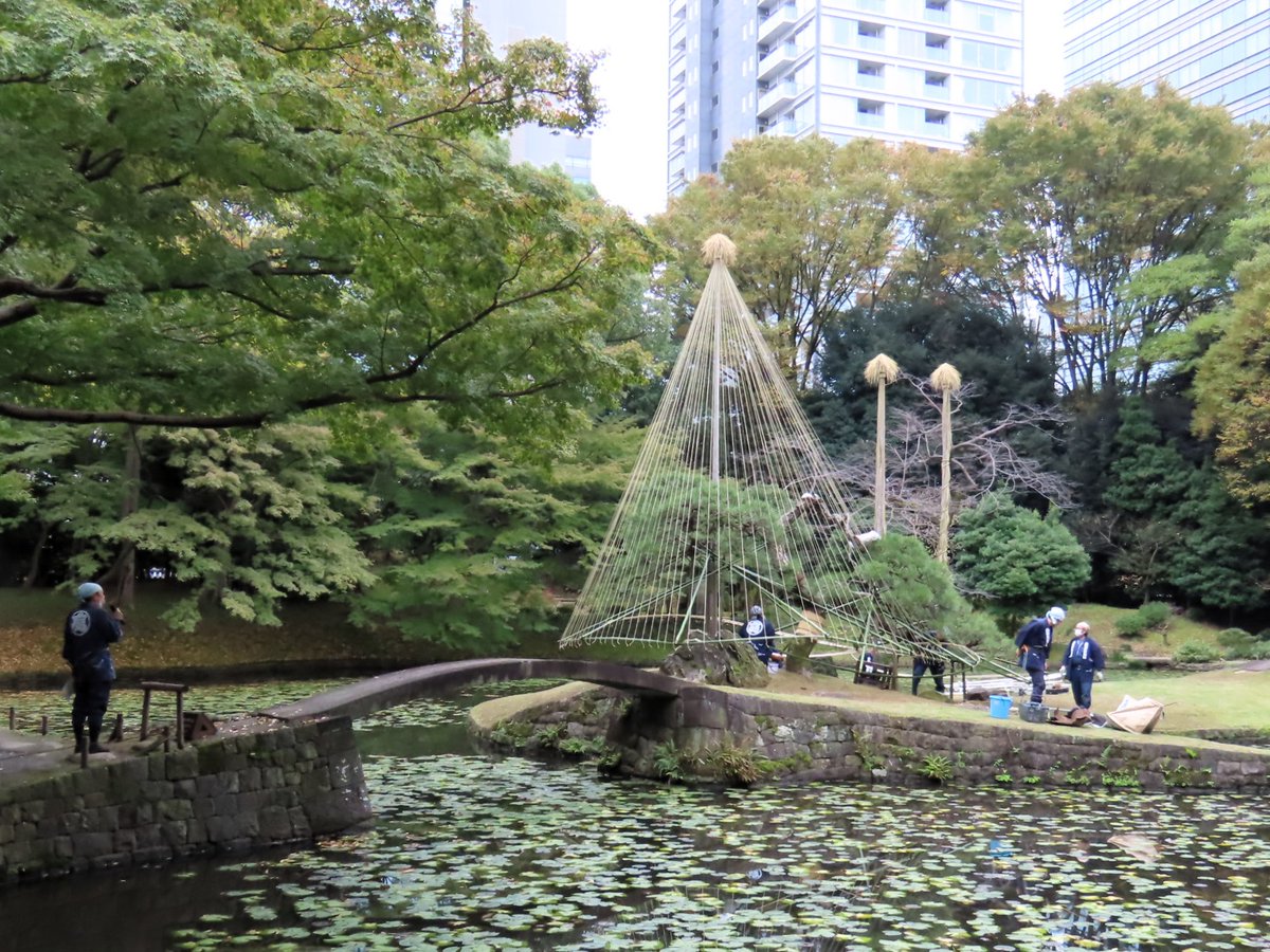 伝統技能見学会「松の雪吊り」を開催いたします。冬の #日本庭園 を