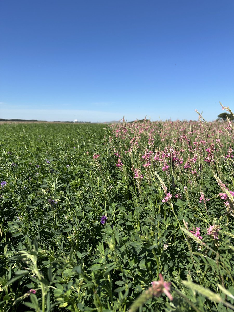 Dario Colombatto tweet media