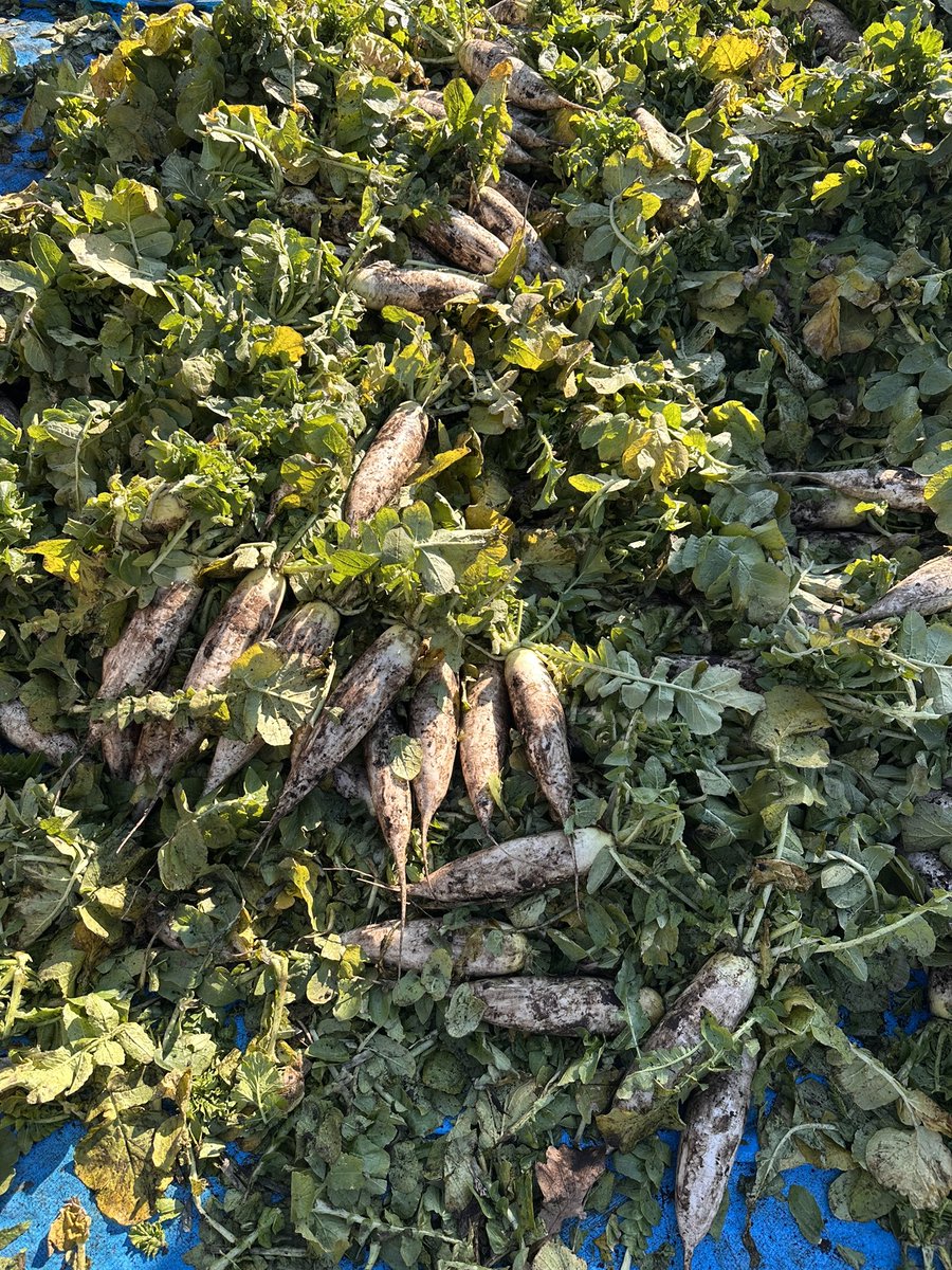 大量の大根。素敵な光景。