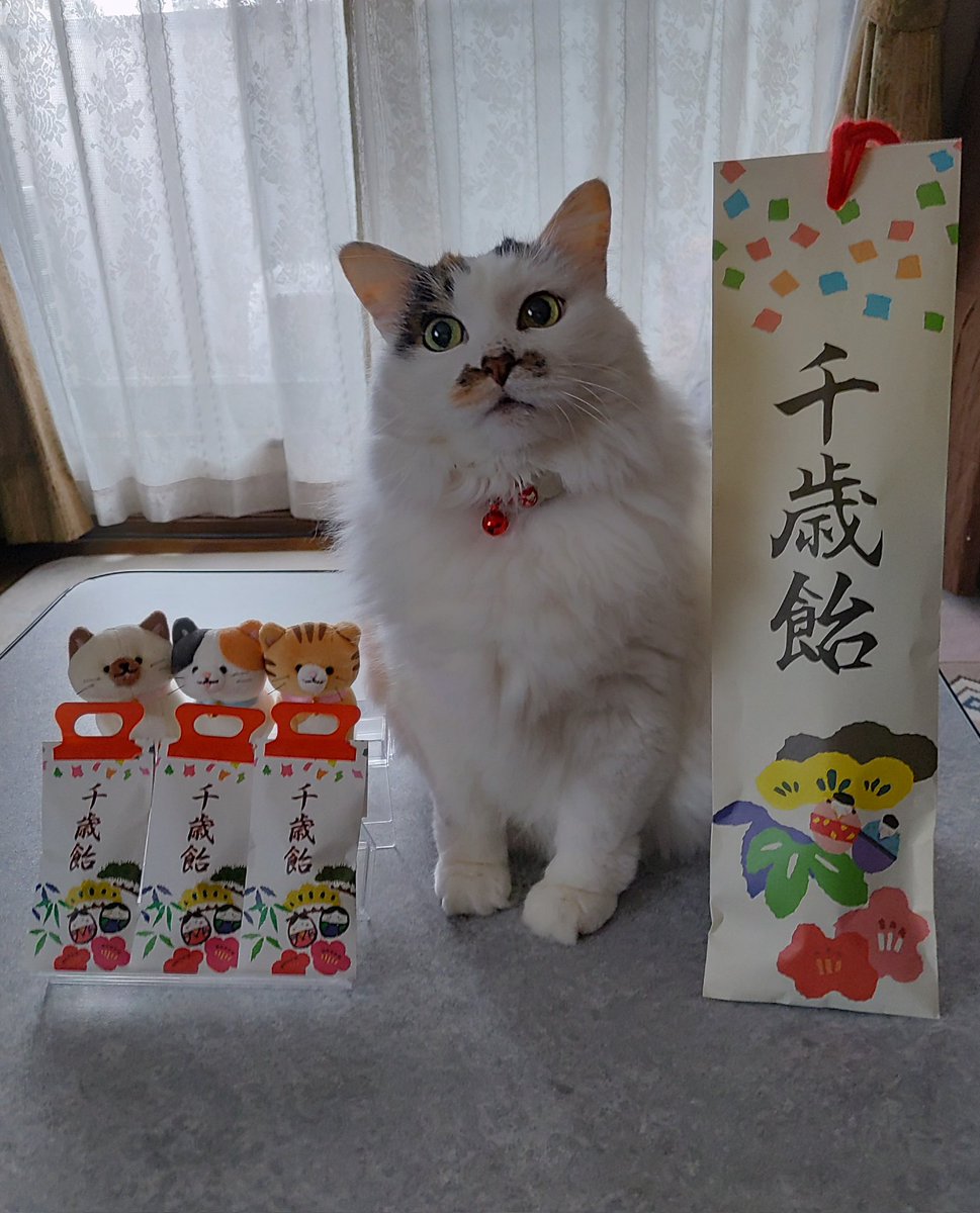 今日は七五三😹
🍭チュールアメ🍬😸
#ねこのいる暮らし𓏲𓎨 
#七五三
#千歳あめ
#ねこ好きさんと繋がりたい