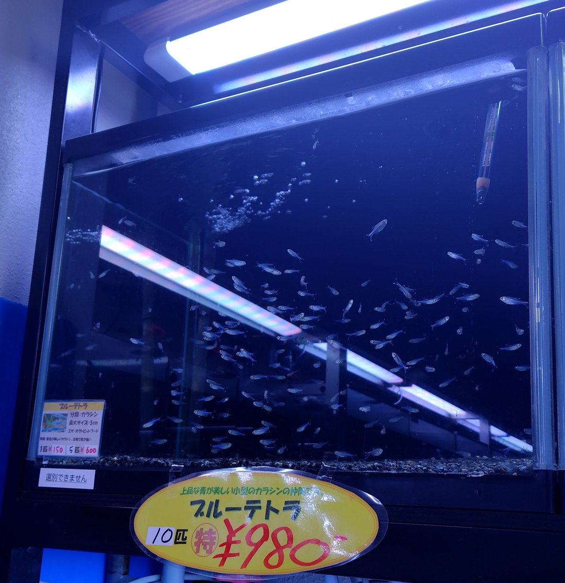 hansui_gifu's tweet photo. 🐟️熱帯魚特売🐟️その①
11/24（月祝）まで‼️

全身が純白に輝く天使🪽
🟡プラチナエンゼル

虹色に輝く体色✨
🟡コンゴーテトラ

青色の色彩が強く目立つ🦐
🟡ブルーベルベットシュリンプ

オレンジとグリーンのコントラストが美しい✨
🟡コリドラスベネズエラオレンジ https://t.co/Iy2fbN6Tb6