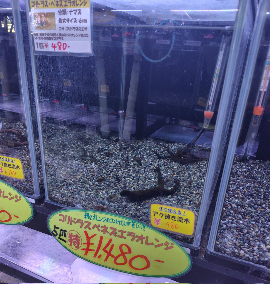 hansui_gifu's tweet photo. 🐟️熱帯魚特売🐟️その①
11/24（月祝）まで‼️

全身が純白に輝く天使🪽
🟡プラチナエンゼル

虹色に輝く体色✨
🟡コンゴーテトラ

青色の色彩が強く目立つ🦐
🟡ブルーベルベットシュリンプ

オレンジとグリーンのコントラストが美しい✨
🟡コリドラスベネズエラオレンジ https://t.co/Iy2fbN6Tb6