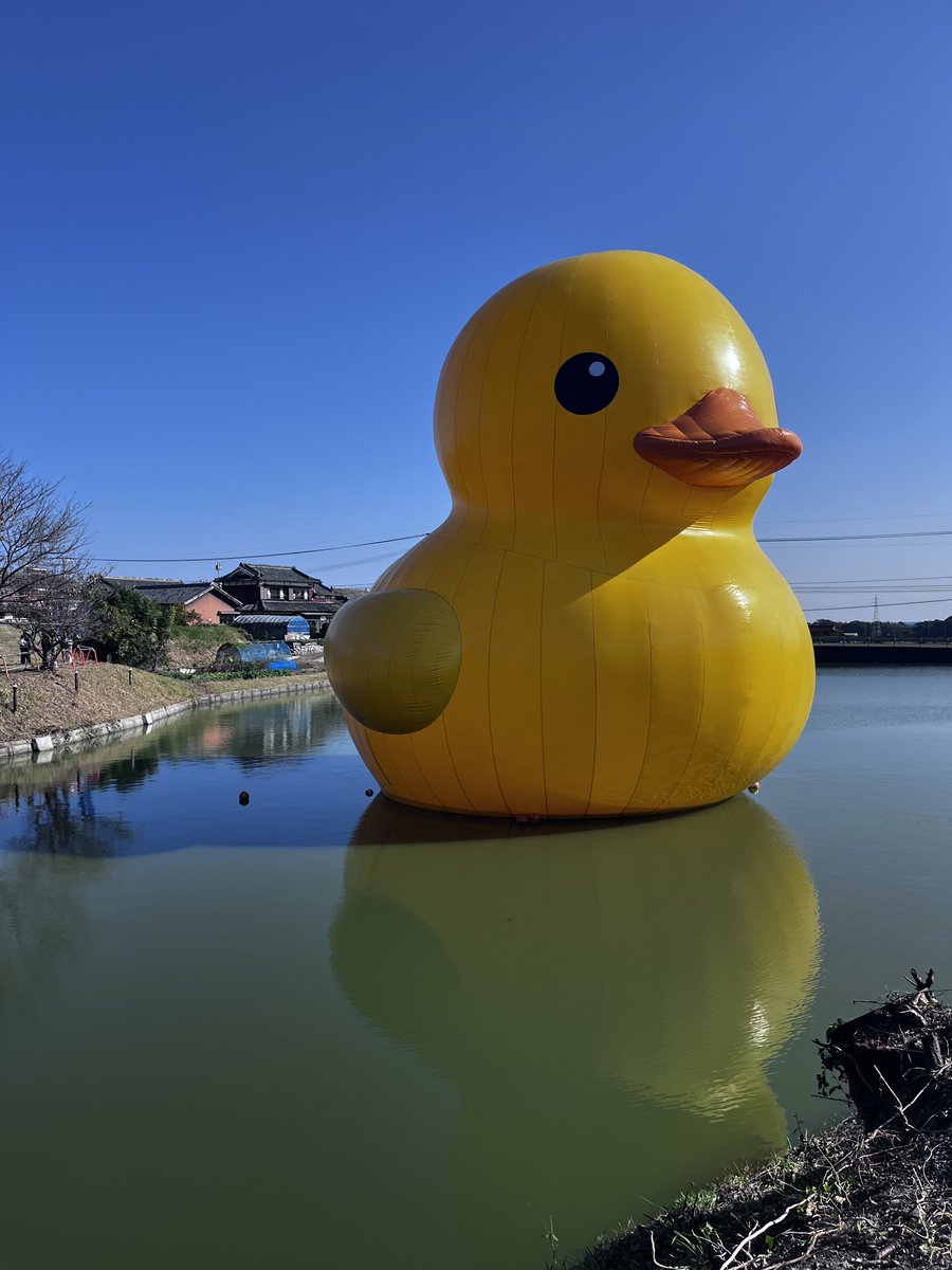 おまめ🦀🦀🦀 (@rubberduck222) / Posts / X