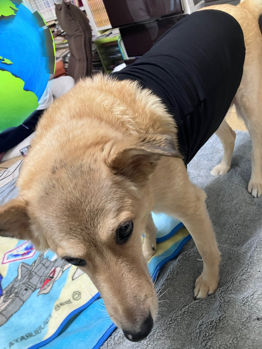 sh_afro's tweet photo. 朝のおさんぽで腹巻きが濡れてしまったのでしまむらに買い足しに行ってきた
セールやってて混んでたが惑わされずに腹巻きだけかってきた
腹巻きは安くなってなかった…

デザインより機能重視にしたぜ
犬はものすごく不満そうだぜ https://t.co/sKRjxQUkTY