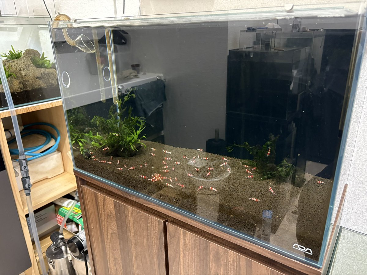 katapi0815's tweet image. エビちゃん引っ越し^ ^