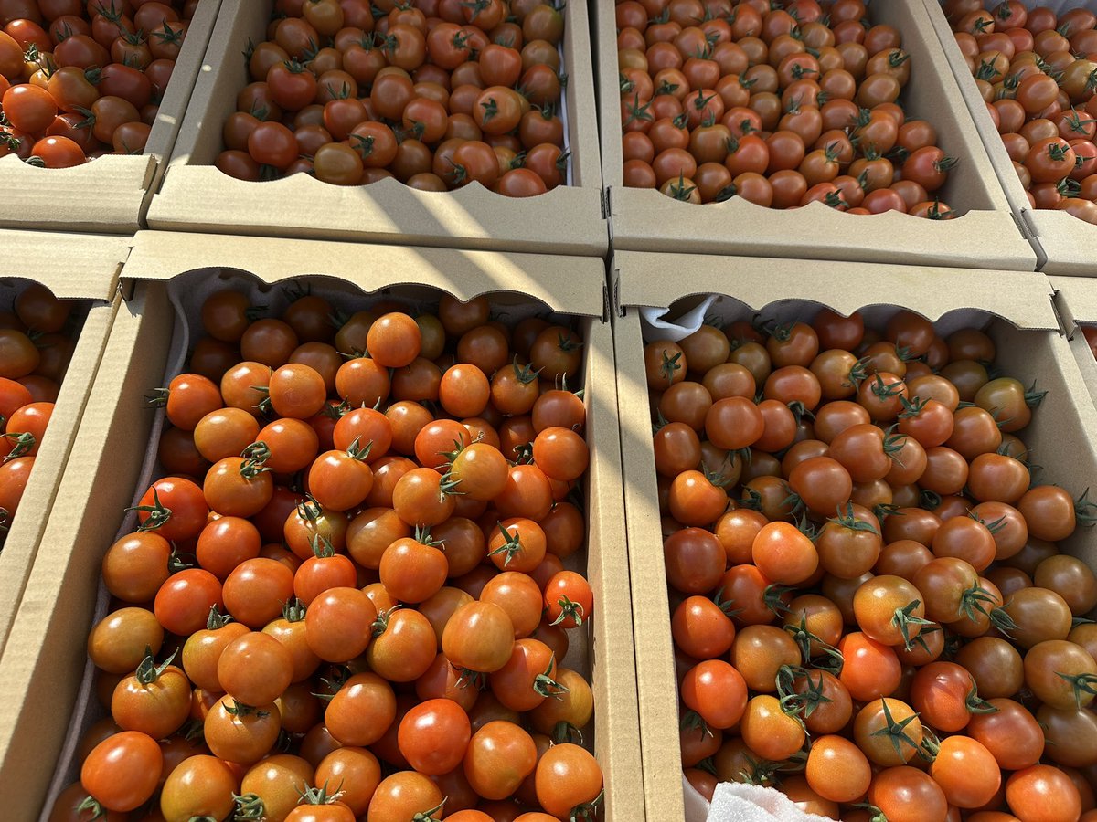 mini tomato様 ﾐﾆトマト