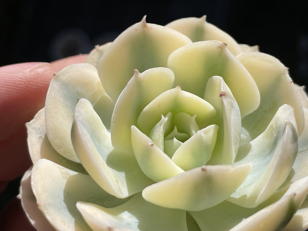 ミセスサキュレント@ツッッッツー🌱多肉植物 (@rvycom1) / Posts / X