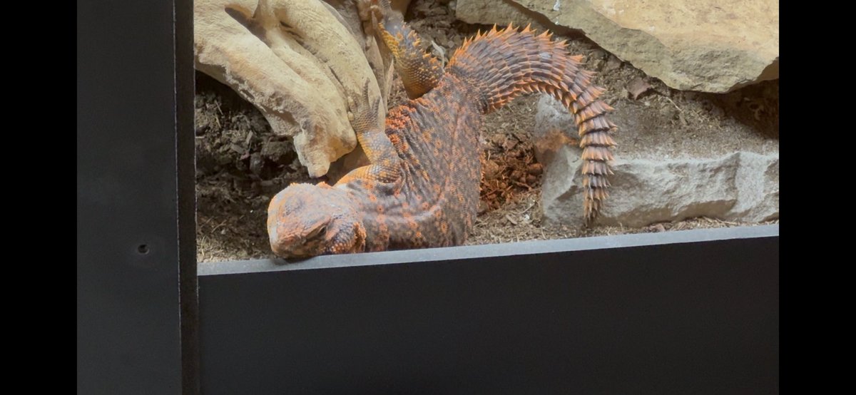 zerraze_'s tweet photo. @MegalodonVT My little orange creature. https://t.co/IPL63hlCJw