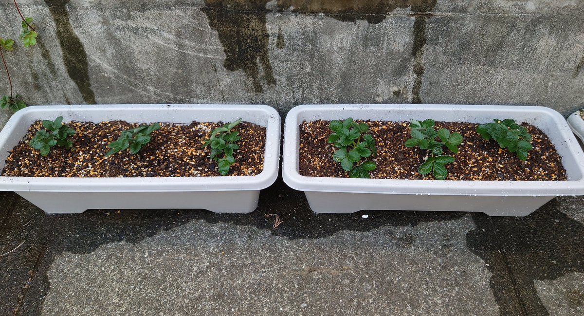 yasu1569's tweet image. 苺の植え替え