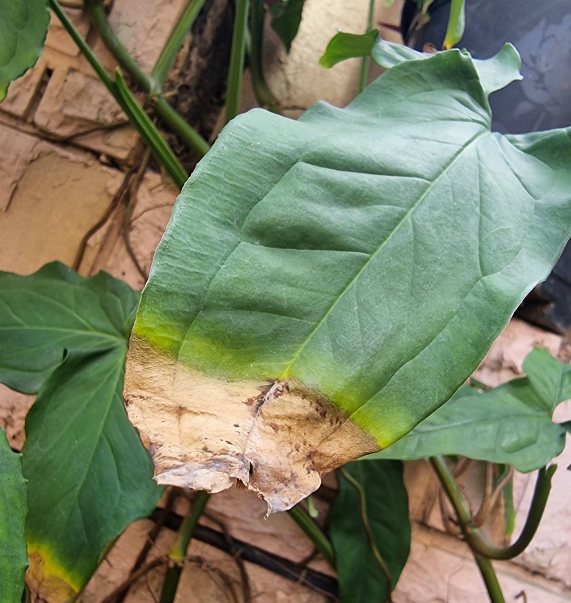 Typically called leaf fungus, this happens due to excessive water and moisture. While most cases resolve on their own, sometimes you need to sprinkle germicidal powers to avoid further leaf 🍃 damage.