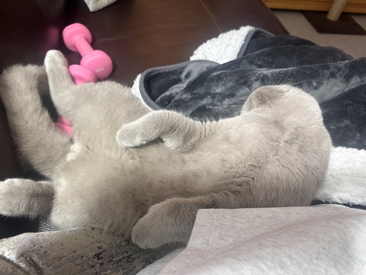 Aliosn7's tweet photo. @TheCatsX Monty https://t.co/mqdEvVCQMH