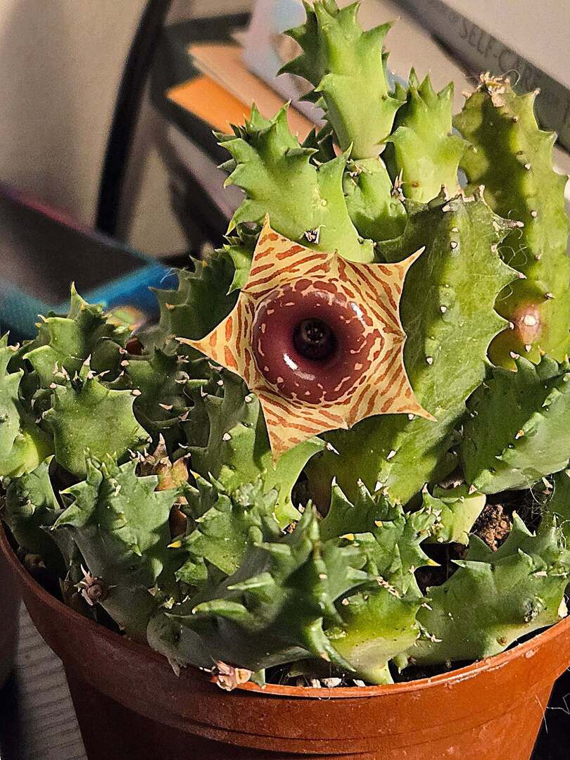 k8thnote's tweet image. Today was a pretty good day. I had to go get some lab work done and pick up some prescriptions. And then I helped my stepmom unlock her Microsoft account. I started repotting indoor plants not lifting not doing anything I'm not supposed to rearranging my… instagr.am/p/DREX5ArE-tY/