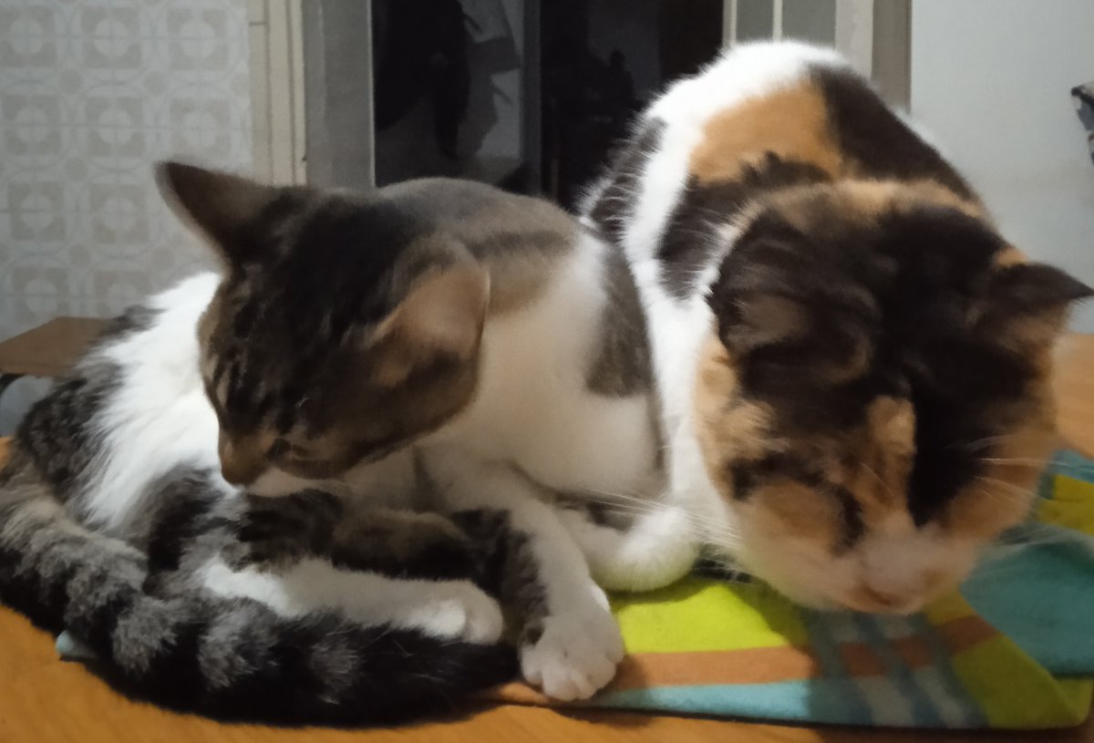 Cóm has crescut Newton 🤗💞
Bon dia amigues i amics, amunt ☕😽💖🍀🌸🐾