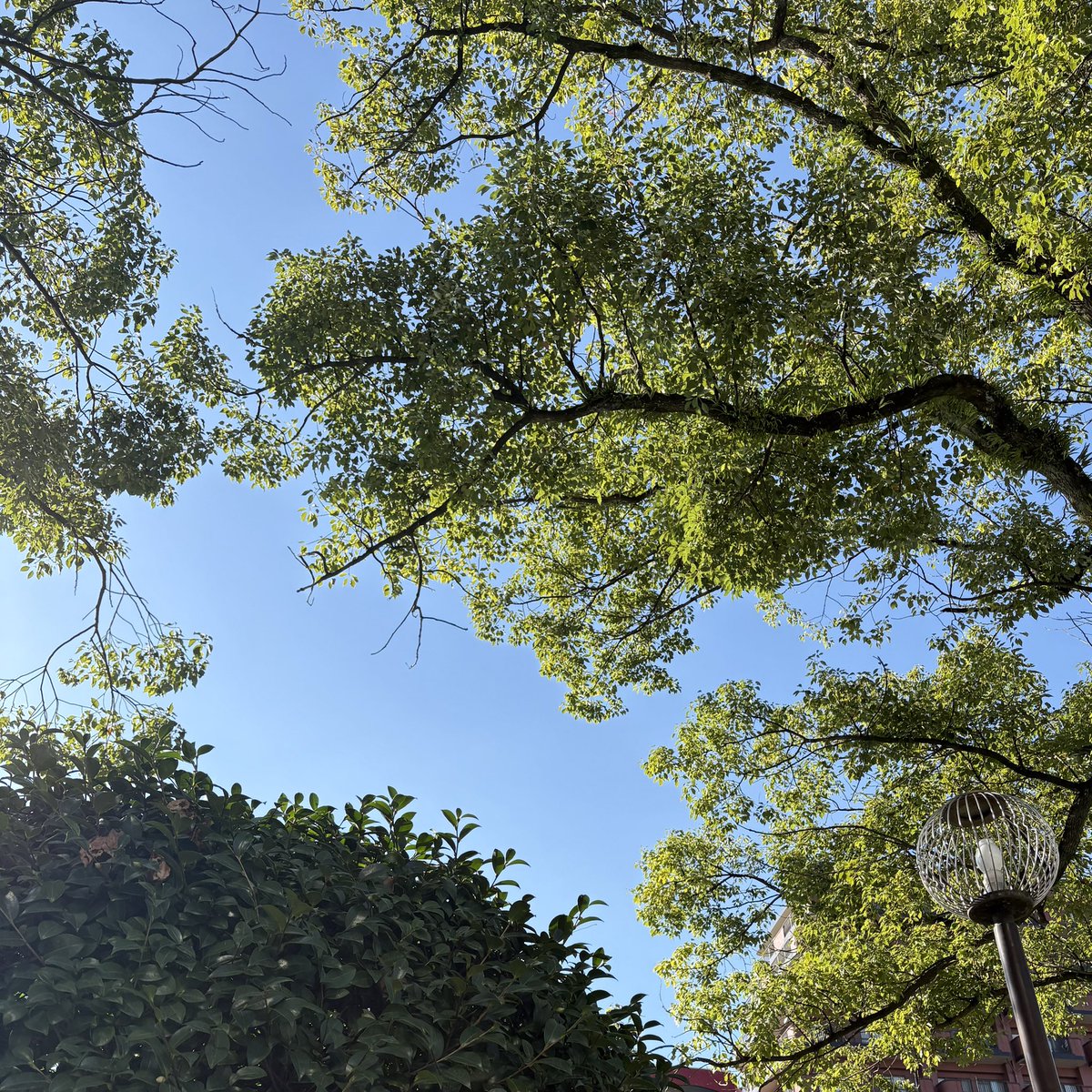 Chamu2023's tweet image. 秋散歩最高〜🍂
少し人恋しくなるけどね、強くならないといけないよね