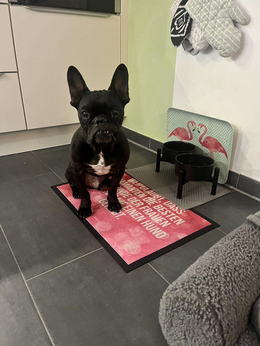 Lemmy the bulldog tweet media