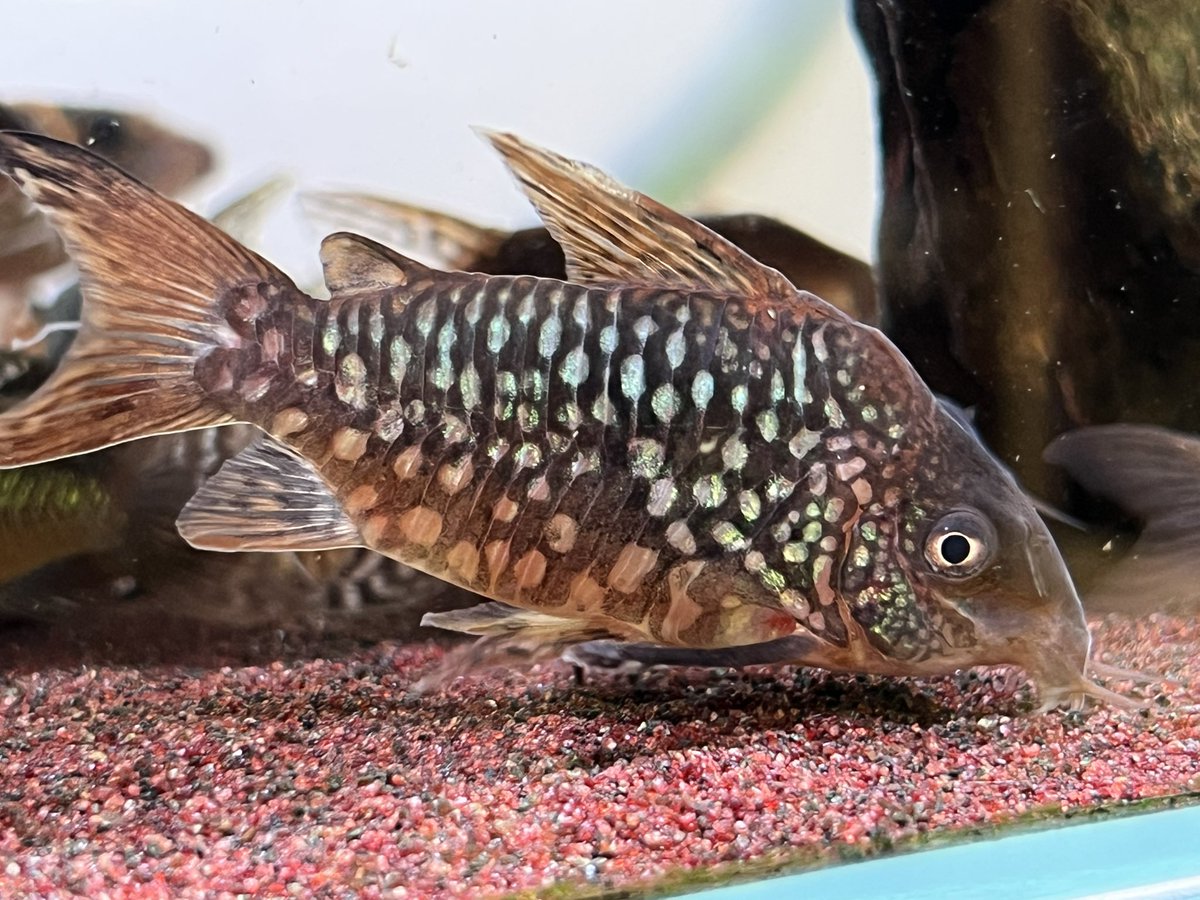 kimuraebinamazu's tweet image. ガラコリあれこれ😄
#コリドラス