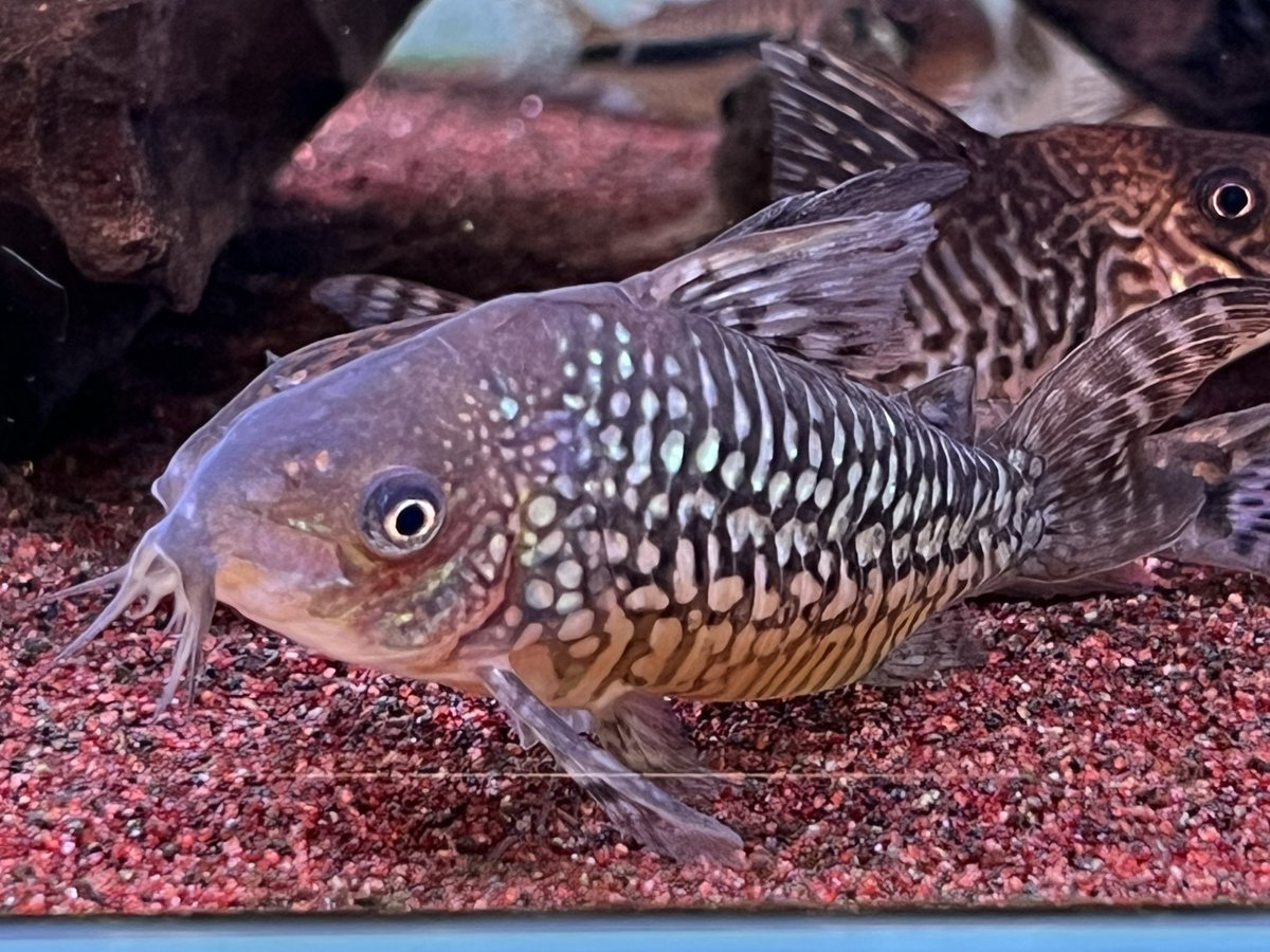 kimuraebinamazu's tweet image. ガラコリあれこれ😄
#コリドラス