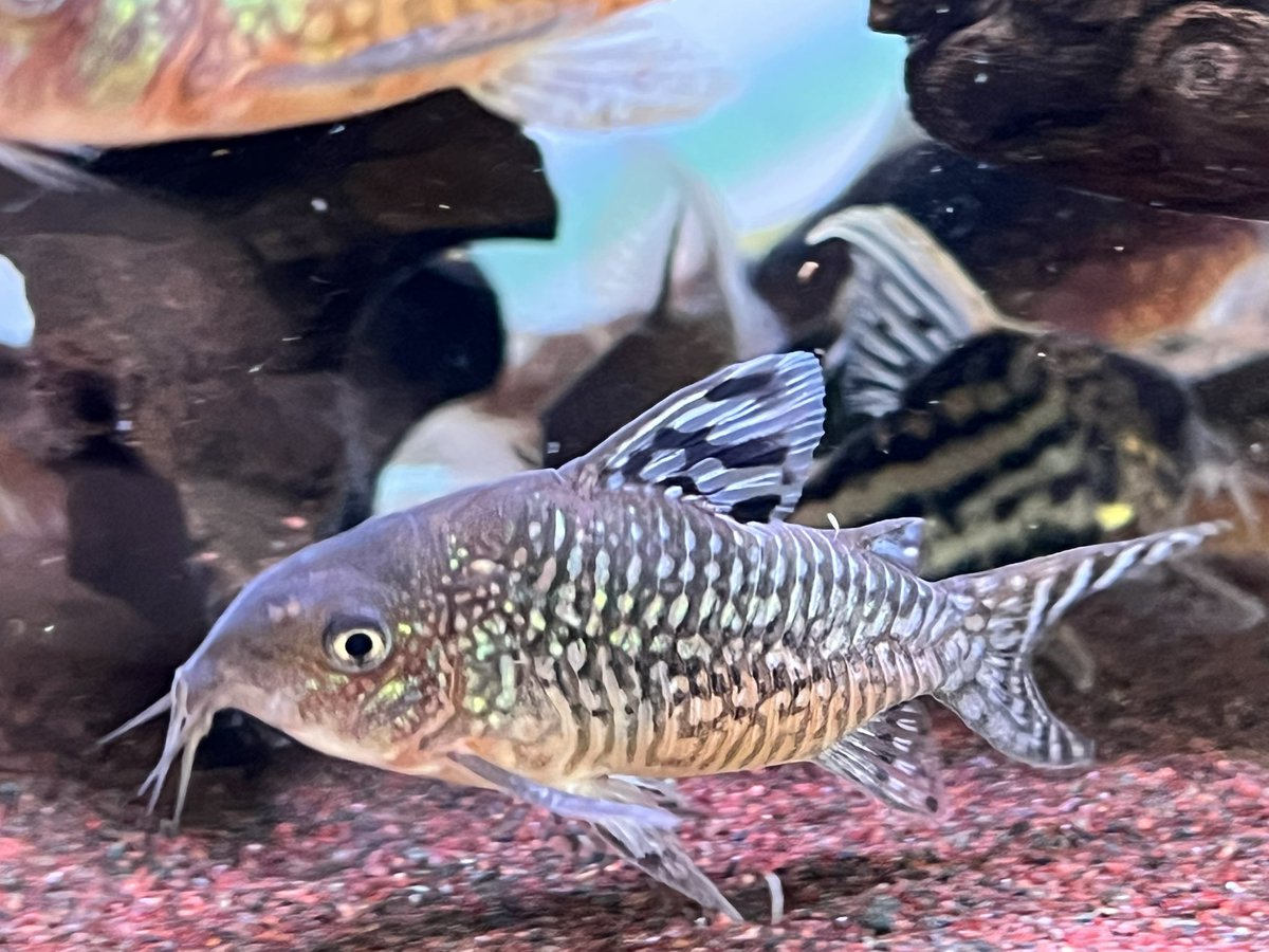 kimuraebinamazu's tweet image. ガラコリあれこれ😄
#コリドラス