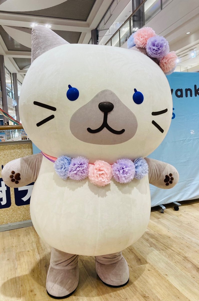 うさぎのしっぽv～ハッチ推しの、ふくにゃんず♥️～ (@pyon2tan