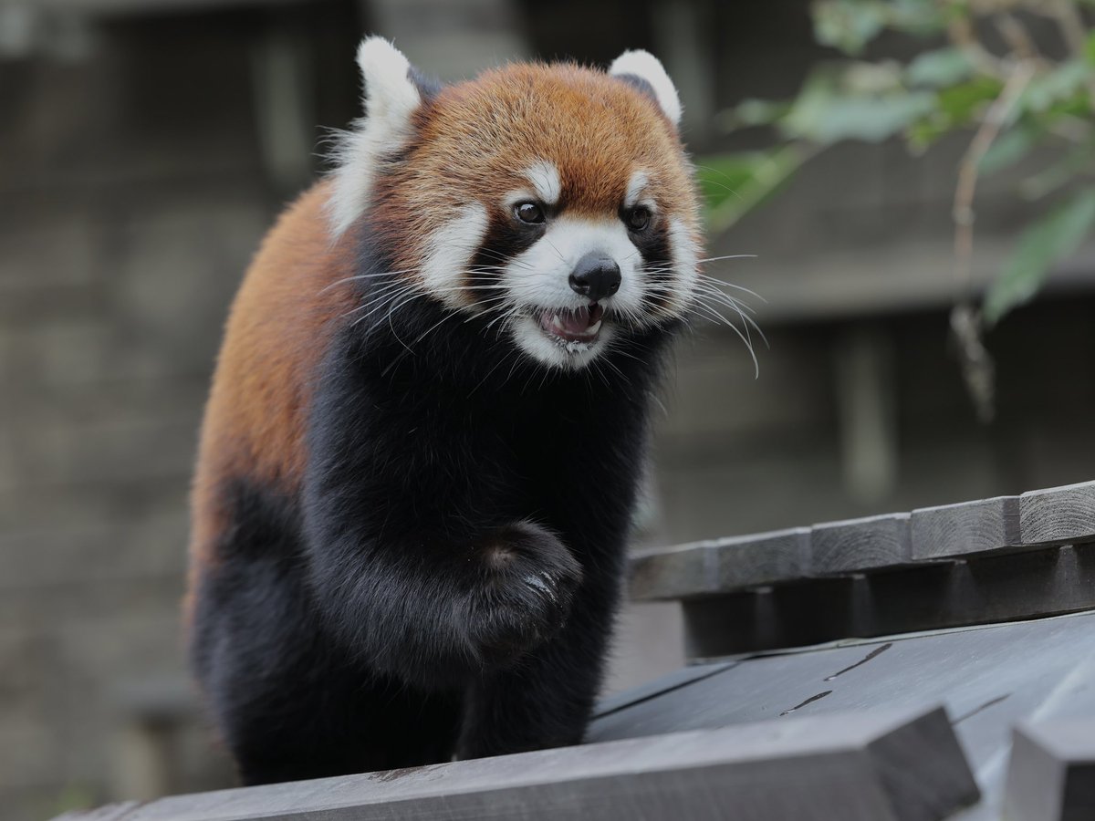 パンツ redpanda 11月12日 #浜松市動物園 #浜ズー #ランマル