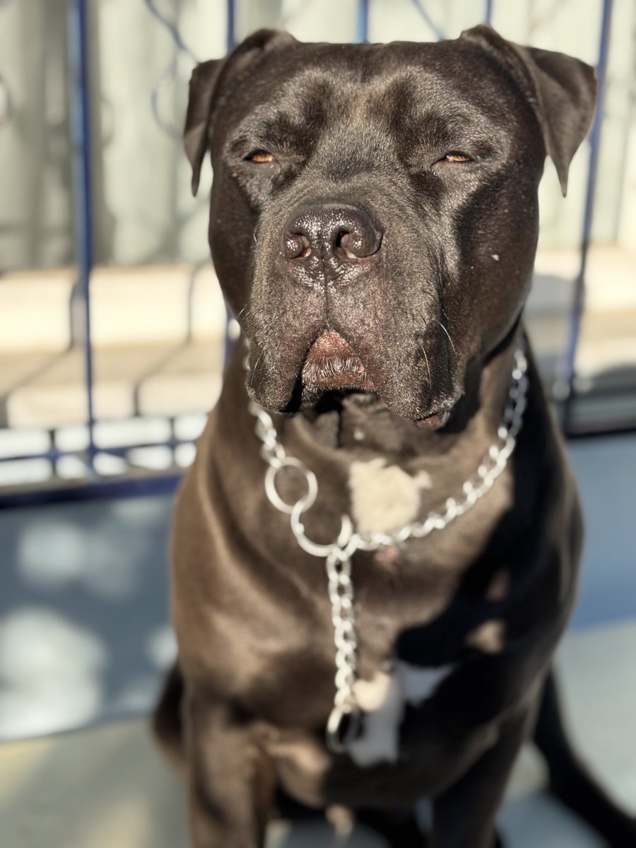 Aşk 🖤🎶🎶
Pit canım 👑🙏🏻
Gününüz aydın olsun 🤲🏻