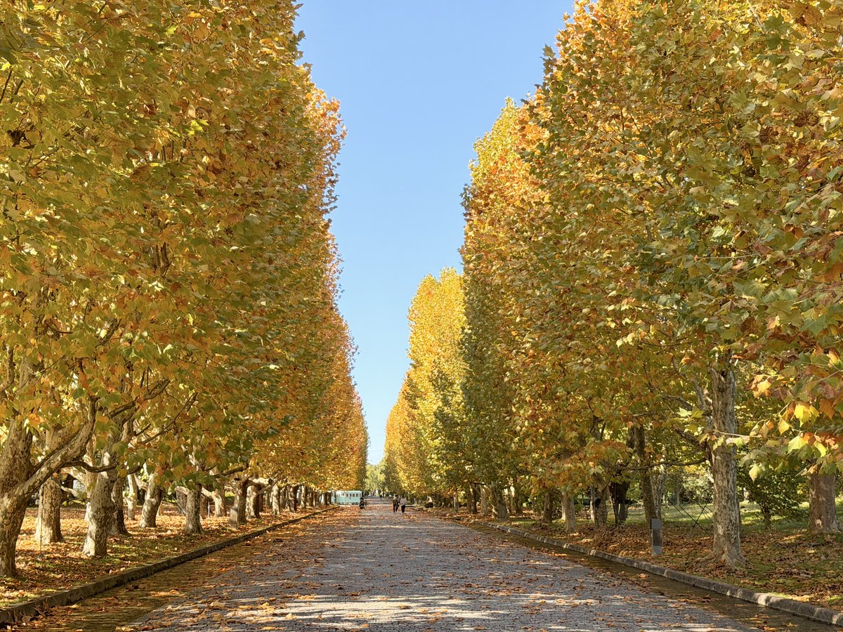 万博記念公園・西大路のプラタナスの紅葉が見頃でした🍁