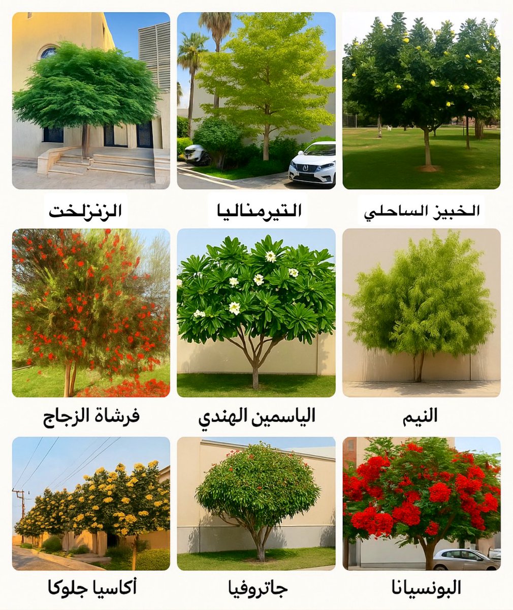حاب تشجّر منزلك !
ومحتار وش تختار ؟

هذي أفضل الأشجار اللي أثبتت نجاحها وتحملها في أغلب مناطق السعودية 👇

• احفظها عندك 

#السعودية_الخضراء 🍃