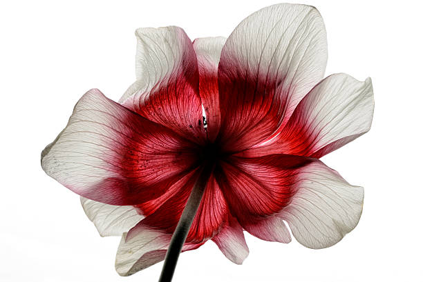 الطموح نار لطيفة إن عرفنا كيف نتحكم بها

#لا_لضرب_المساعدات_يا_جيش