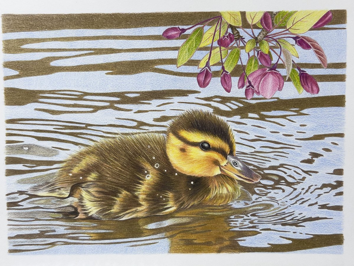 しーちゃん (@c_chan_nurie) / Posts / X