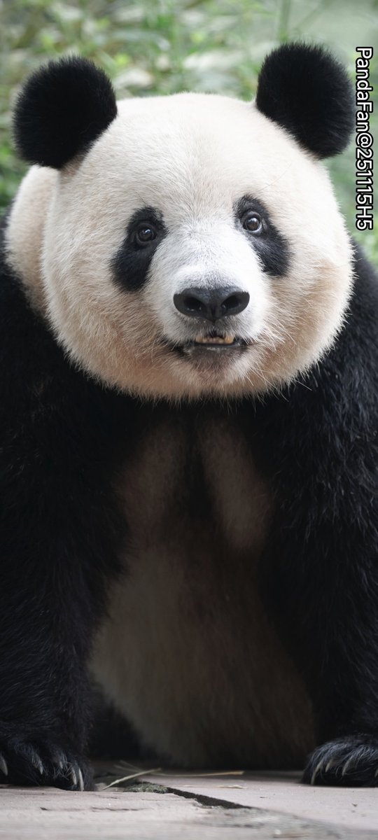 シャンちゃんの蜜笑み?🥰