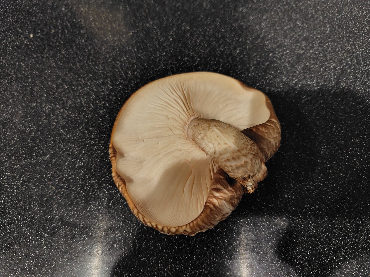 2個目のしいたけが成ってたので収穫