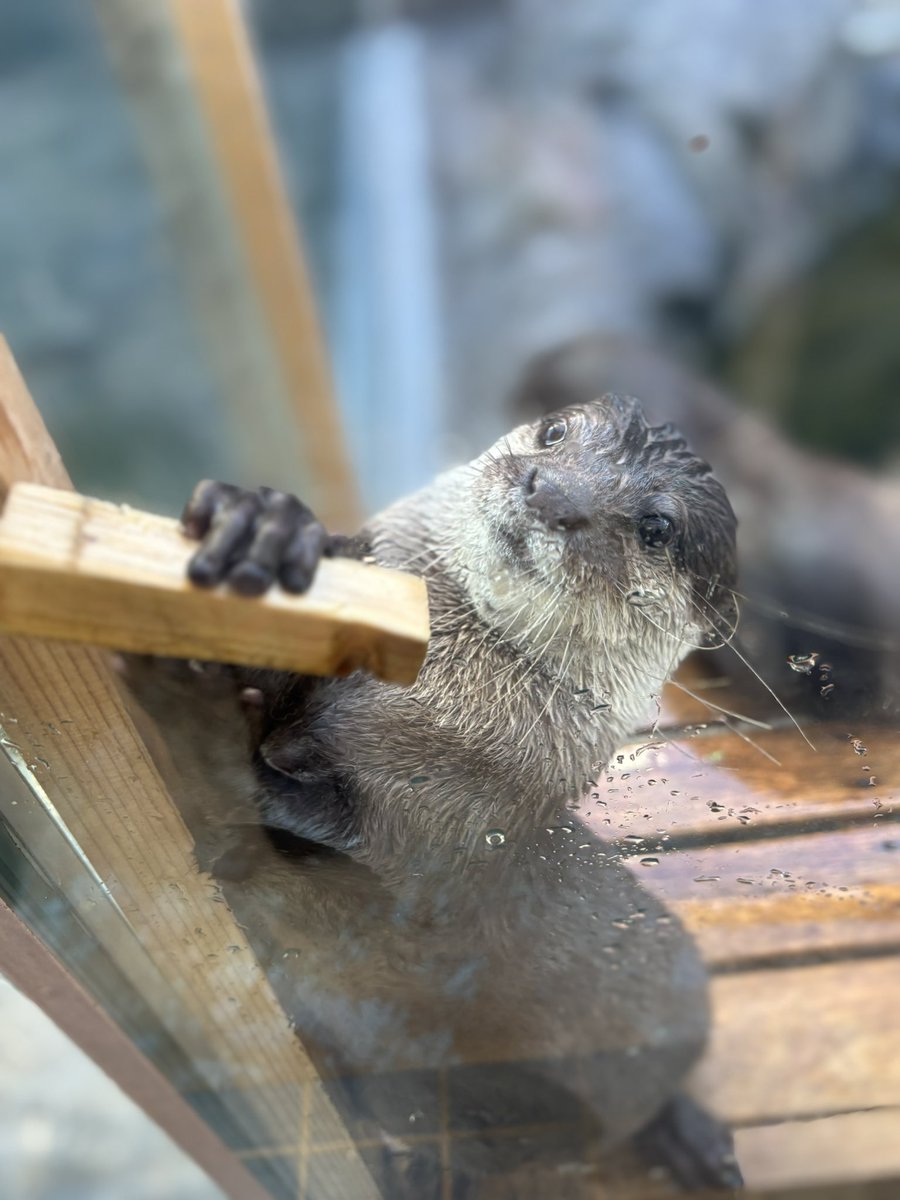 レディもーもん (@momopu0166) / Posts / X