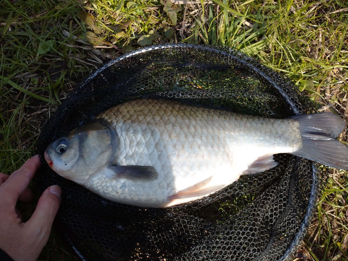 今朝は残業でラジオ体操に間に合わなかったので開き直って魚釣りに行くことにした。水の状態が悪く今日はもうｵｼﾒｪﾀﾞ・・・と諦めていたんだけど意外と釣れた。途中で釣り動画を投稿してるYouTuberさんと出会い、撮影の裏側を見せてもらって楽しかった。動画作るって大変なんだね～。