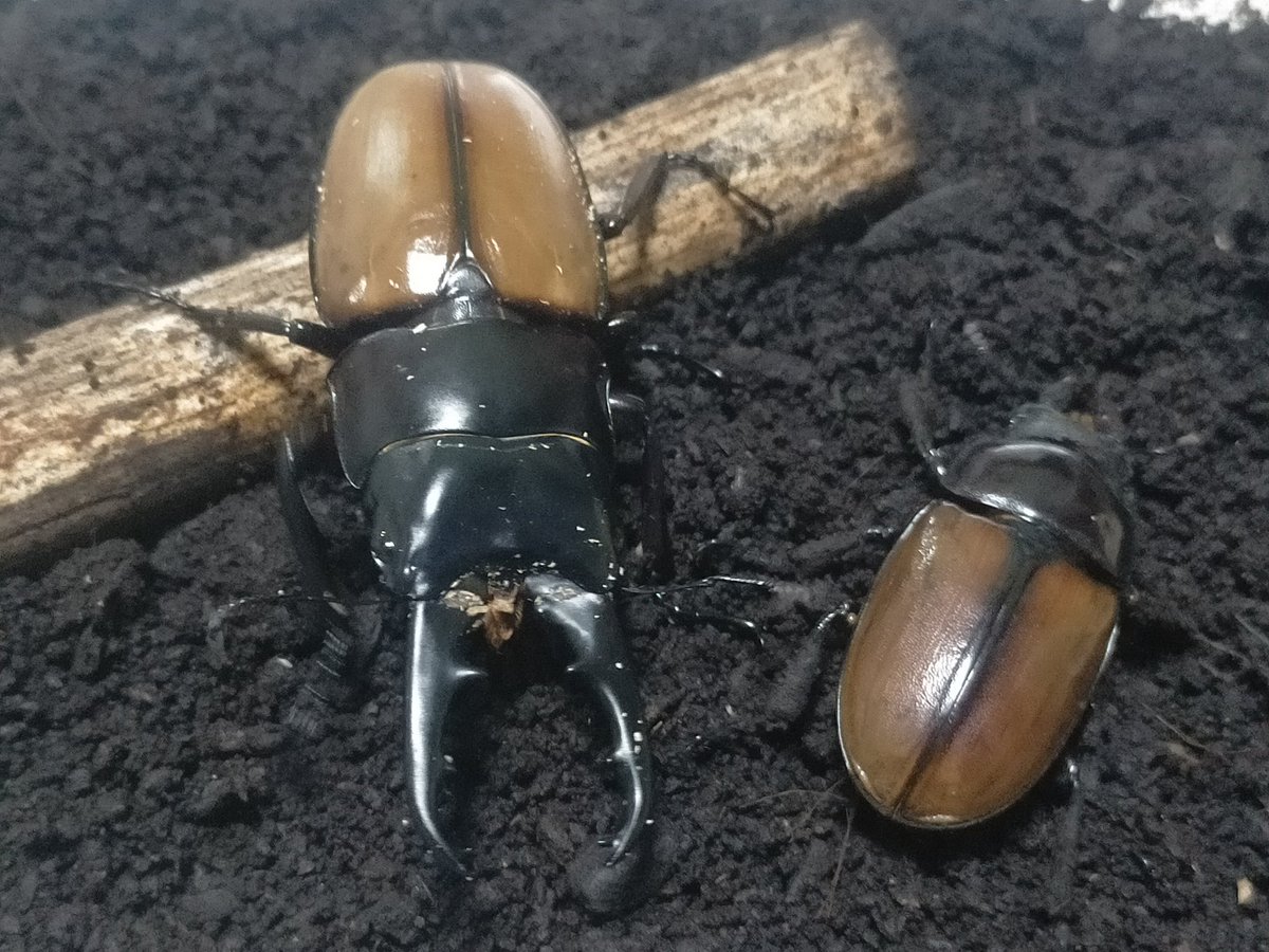 北海道クラシック (@hokkaidoclassic) / Posts / X