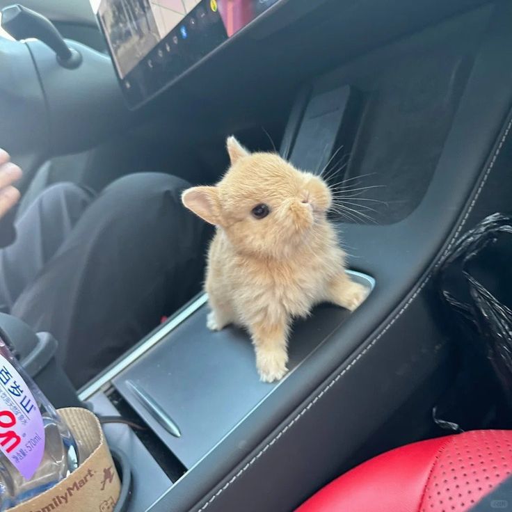 majidawan764334's tweet image. 