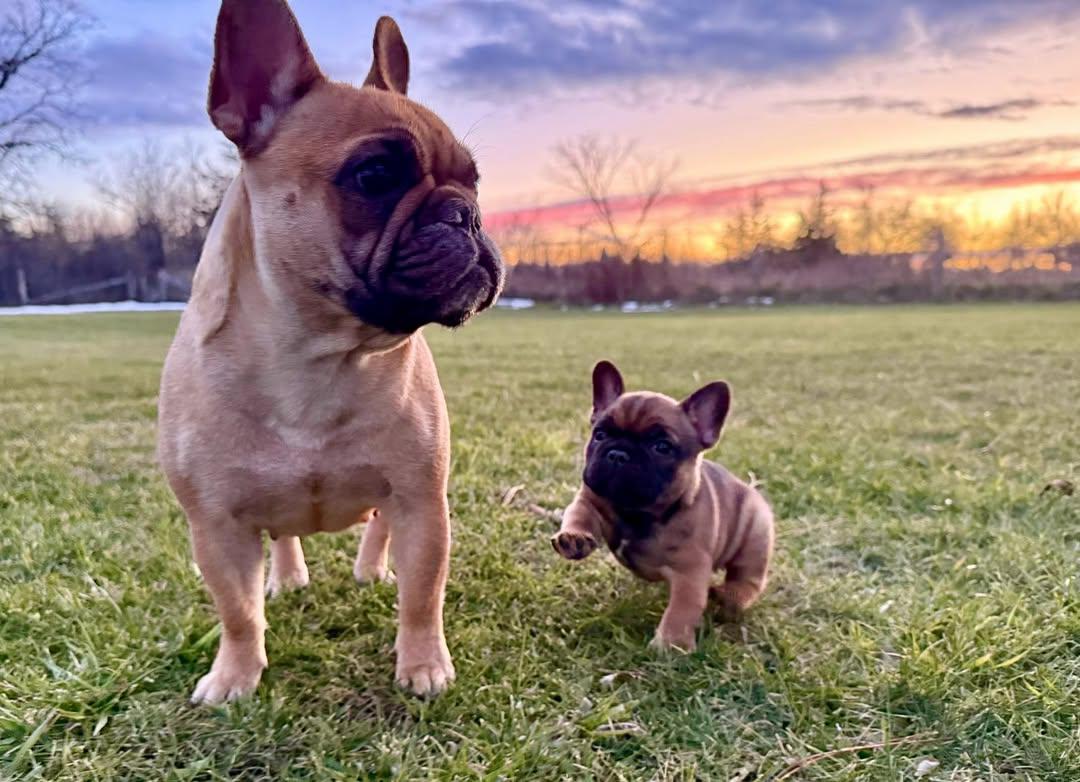 Frenchiessquad's tweet photo. Golden hour with the golden duo! 🧡✨ Mama Celine & little 6-week-old George soaking up the light. Hearts stolen!🐾#FrenchieLove #FrenchiePuppy #SunsetSnuggles #RoyalFrenchies https://t.co/E0jerXM9dY