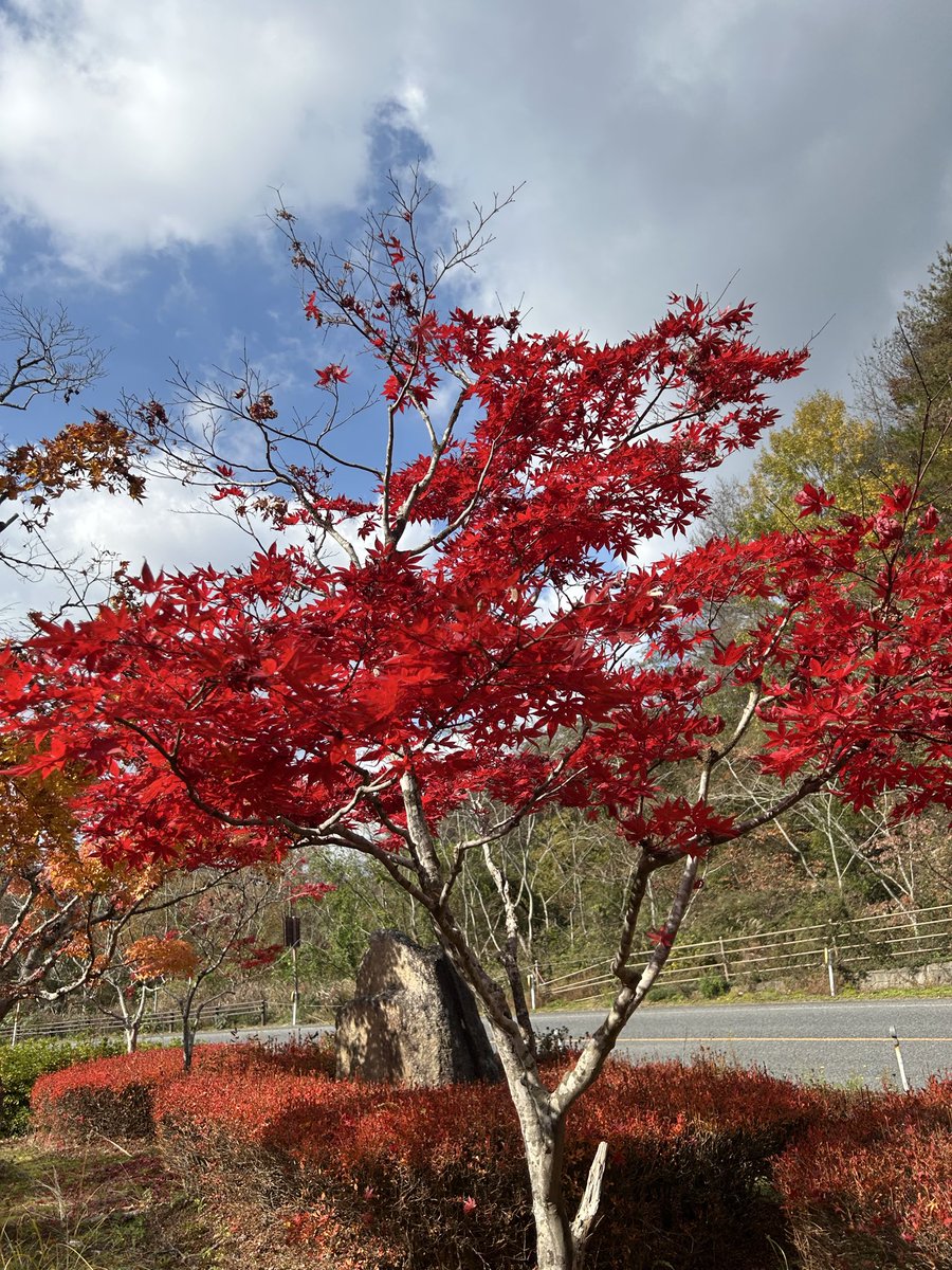 mw5ewSu4lDWKUt4's tweet image. 天気☀️が良かったんで〜大銀杏を見に行きました🍁

#ハンターカブ
#カブ
#紅葉
#ツーリング