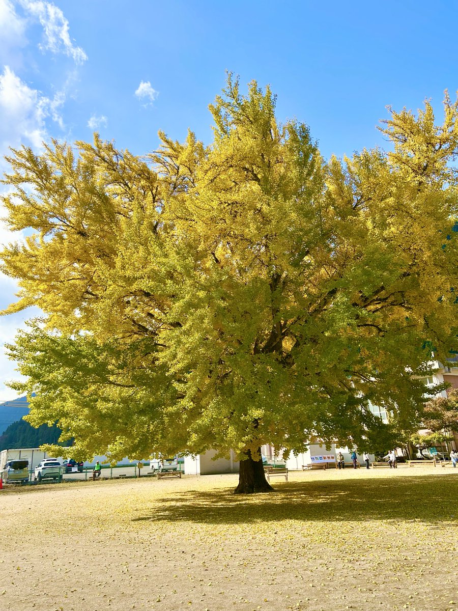 mw5ewSu4lDWKUt4's tweet image. 天気☀️が良かったんで〜大銀杏を見に行きました🍁

#ハンターカブ
#カブ
#紅葉
#ツーリング