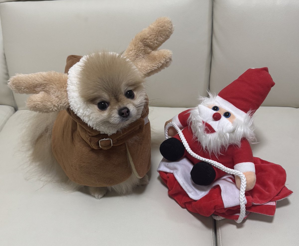 ぴよ (@piyopi29) / Posts / X