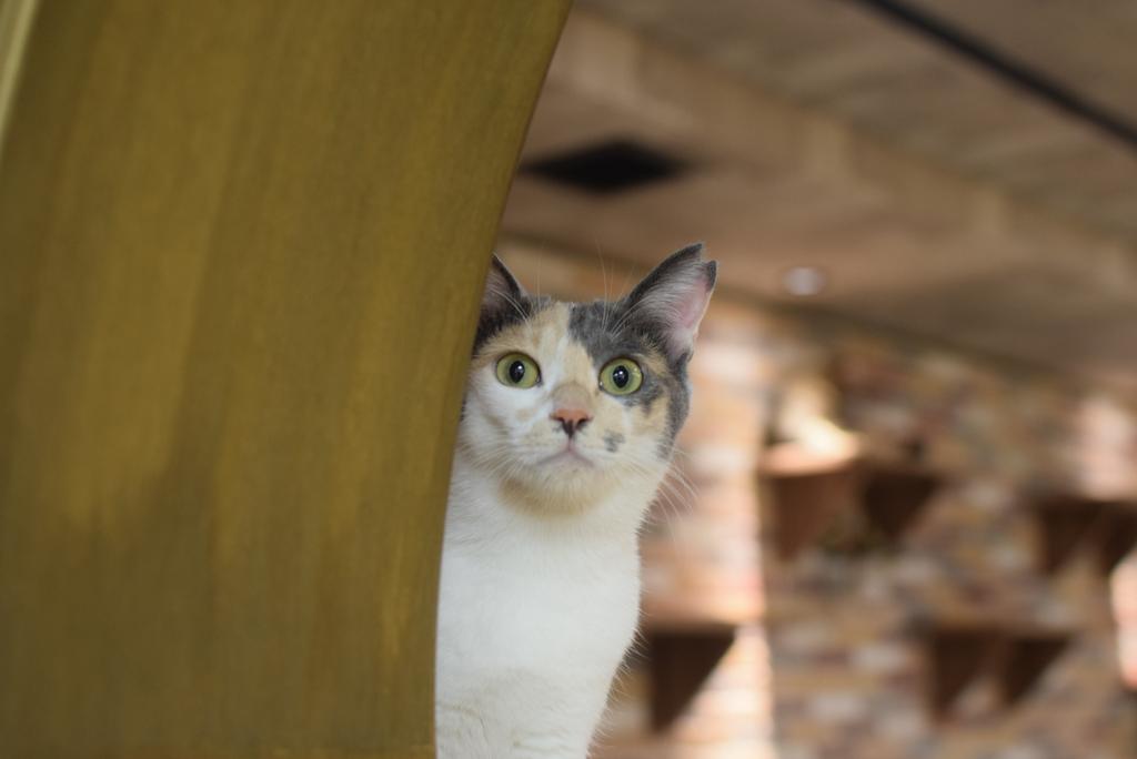 キャットみぃちゃん Maymei Daisy Cat Secret Symbiote Neverland 18cm/7In Plush Pendant