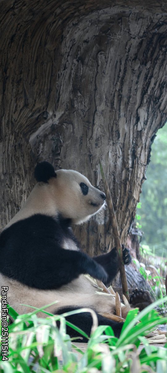 毎朝、シャンシャンちゃんはどうやらこのレストランで朝食をとっているようですね？😜