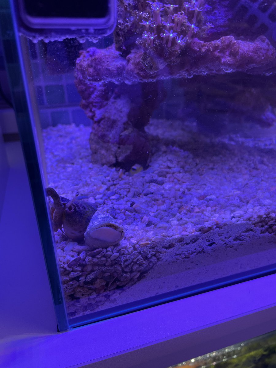 月華かぐや🥮Vstreamer (@KaguyaTsukihana) / Posts / X