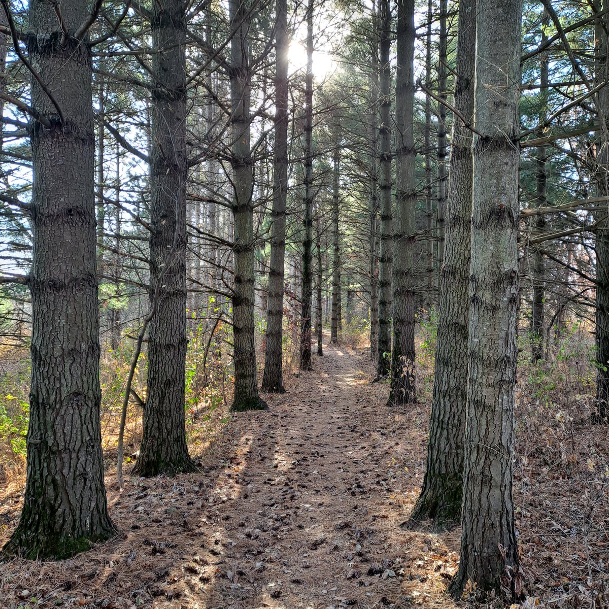 Aahhh, finally a beautiful day for a hike at fav Lebanon Hills Regional Park!
Imagine...sunny temps in the 60's, a slight cool breeze, with a campfire smell in the air...therapy! 🚗🍁🍂🌞 <a href="/DakotaCountyMN/">Dakota County</a>