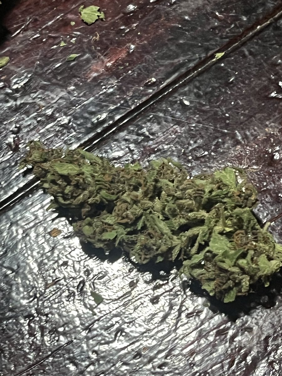 MccolleySteve's tweet photo. @MasonicSmoker Can you guess your strain lmao ? You created this one ! I DM you on IG if you need a hint. Beautiful North east fall colors. Potent , pungent , pure success  #dank https://t.co/OEEzoDVESy