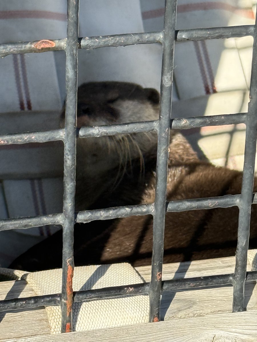 ☺︎チョココロネ☺︎ (@corone_cacao) / Posts / X