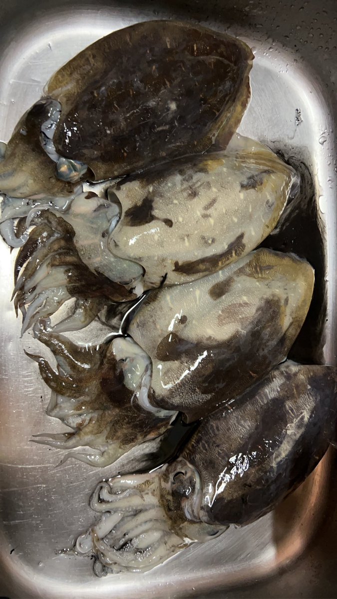 釣りに行ってきました！
根掛かり恐かったのですが、妻からの誕生日プレゼントのエギでチャレンジしたところコウイカが5杯も釣れてくれました！
素晴らしい釣果に恵まれました(^^)
去年は1杯も釣れなかったので釣れた時はほんと泣きそうでした。
たのしかったぁ！
妻様様です、また行こうと思います！